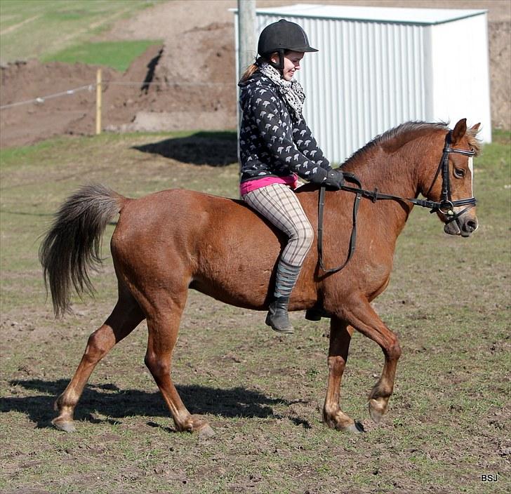 Welsh Pony (sec B) | Amigo Bluebell | - 3 Foto : Brian billede 3