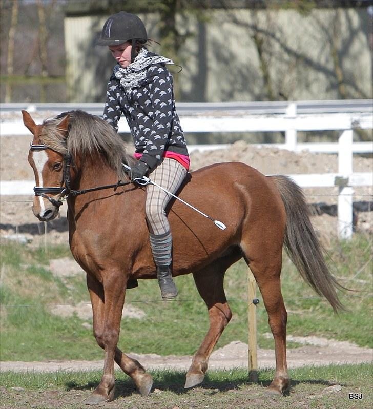 Welsh Pony (sec B) | Amigo Bluebell | - 4 Foto : Brian billede 4