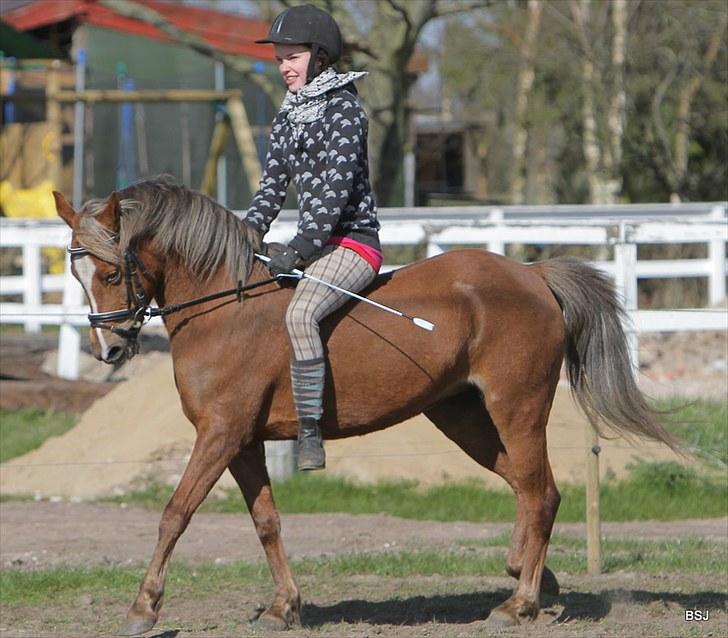 Welsh Pony (sec B) | Amigo Bluebell | - 6 Foto : Brian billede 6