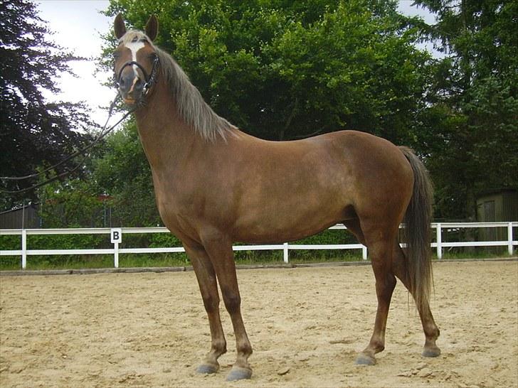 Welsh Pony (sec B) | Amigo Bluebell | - 7 Foto : Emilie Pedersen. billede 7