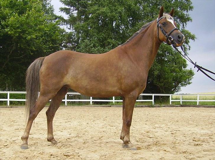 Welsh Pony (sec B) | Amigo Bluebell | - 8 Foto : Emilie Pedersen. billede 8