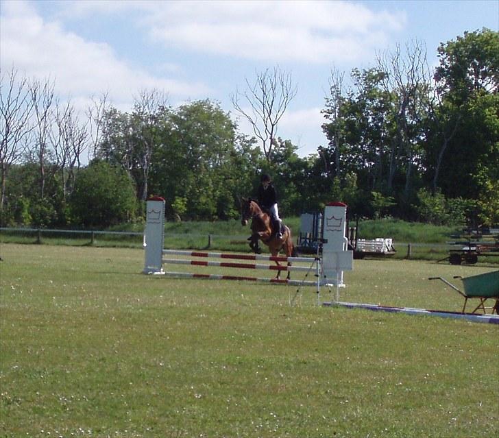 Anden særlig race Spirit billede 11