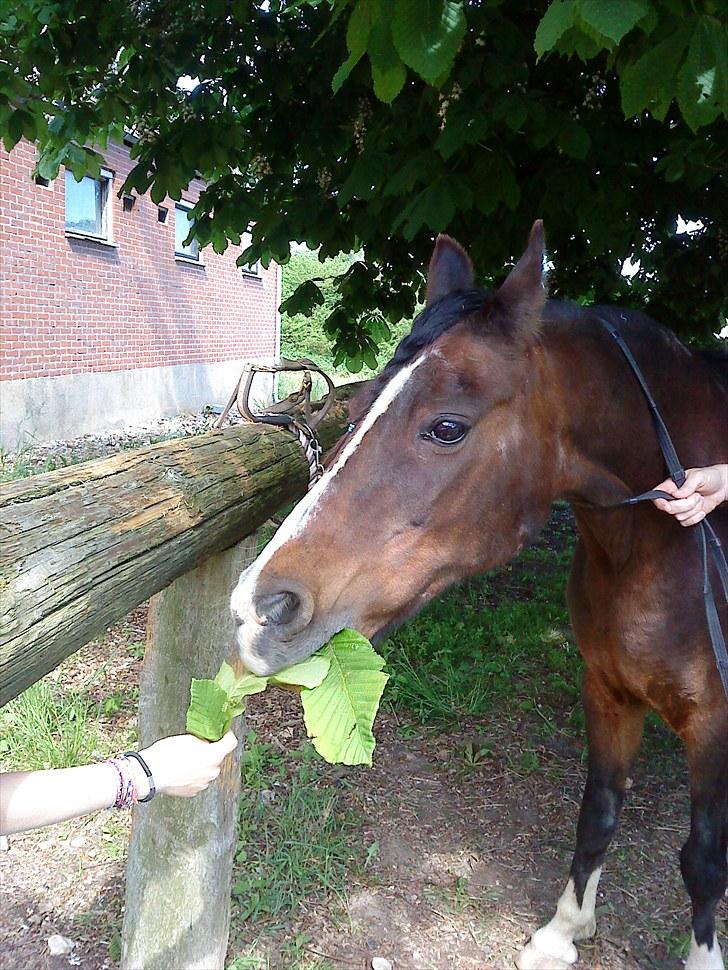 DSP Bitten firhøj - umm! mad tak julie<3 billede 9