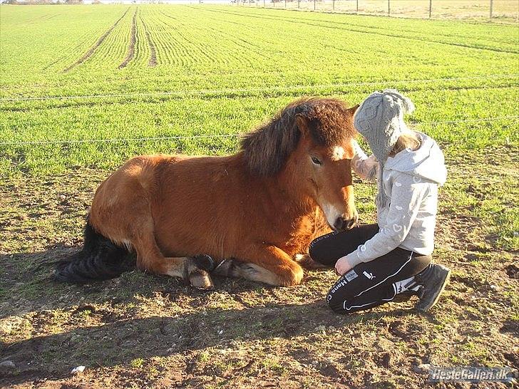 Islænder Kjarval fra Ryttergården2 billede 4