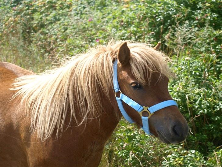 Shetlænder The Dangerous Banditers billede 4
