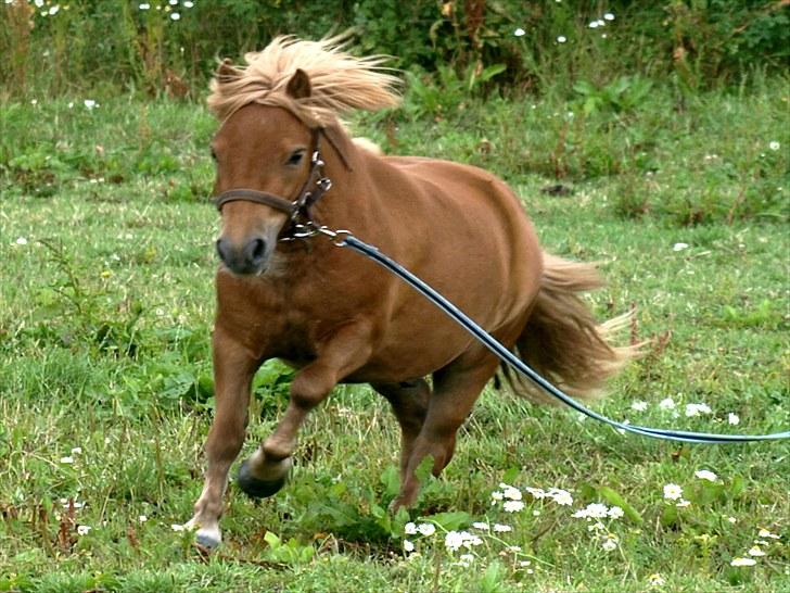 Shetlænder The Dangerous Banditers billede 5
