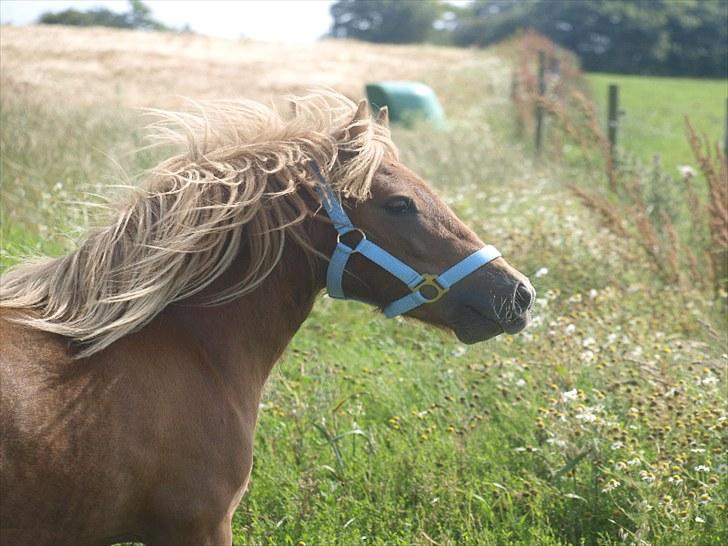 Shetlænder The Dangerous Banditers billede 7