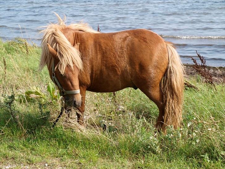 Shetlænder The Dangerous Banditers billede 8
