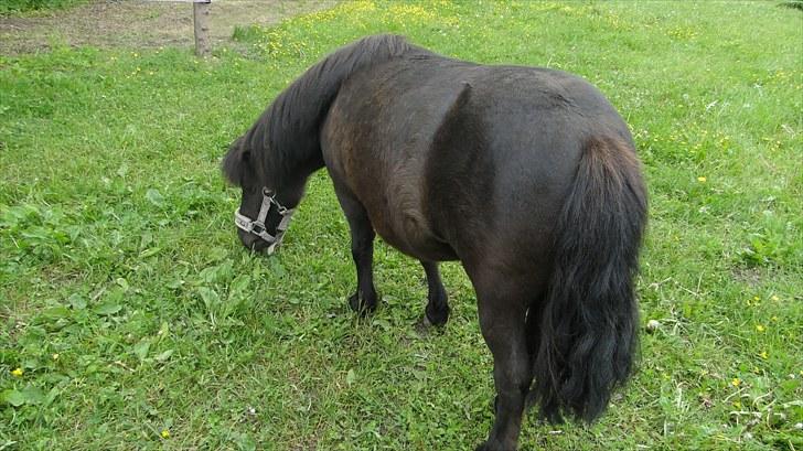 Shetlænder Stengårdens Malou - er det din bedste vinkel mulle? :D billede 9