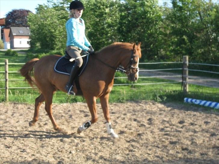 Hollandsk Sportspony Ronaldo <3 - opvarmning til en af de første spring undervisninger :-) billede 4