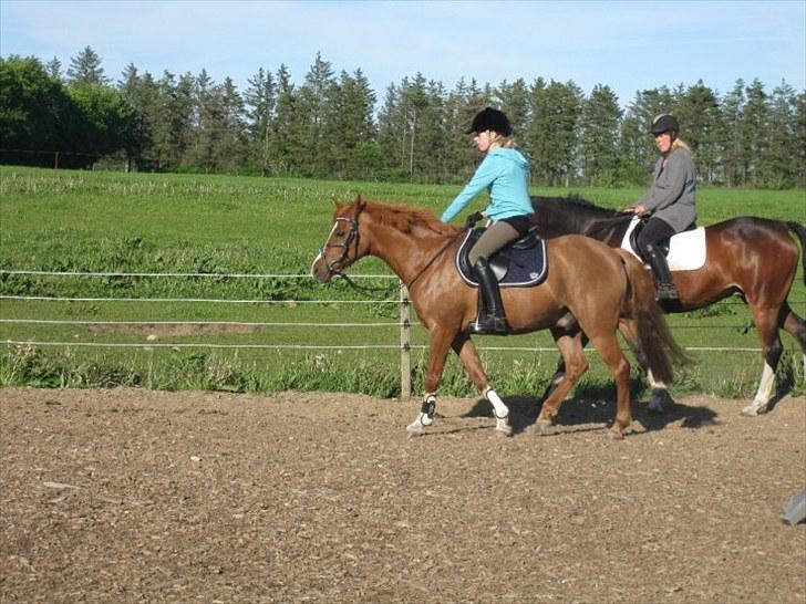 Hollandsk Sportspony Ronaldo <3 - Dejlige pony <3 billede 8