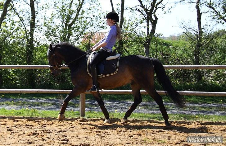 Anden særlig race Idom Aadahl's Max  - Dressur træning foråret 2010 ;-) billede 9