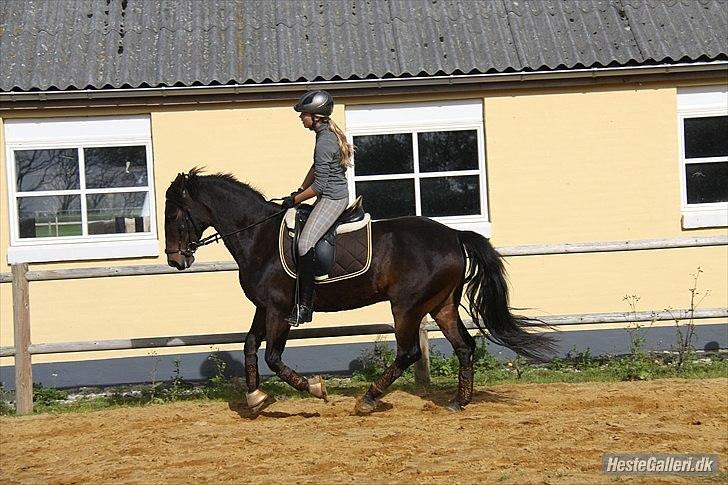 Anden særlig race Idom Aadahl's Max  - Dressur træning efteråret 2010 ;-) billede 10