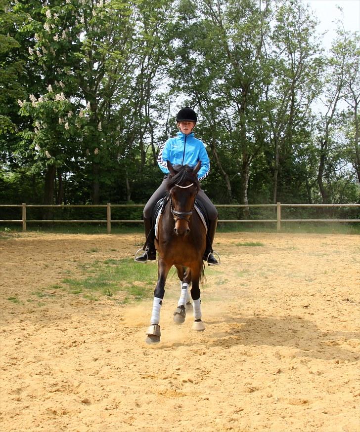 Anden særlig race Idom Aadahl's Max  - Dejlig schenkelvigning sommeren 2010 ;-) billede 11