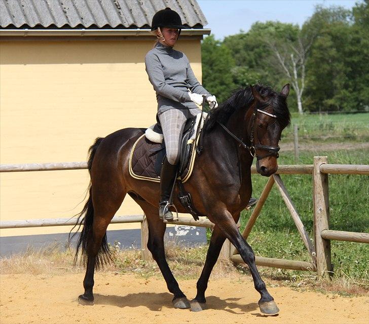 Anden særlig race Idom Aadahl's Max  - Dejlig trav efteråret 2010 :)  billede 12