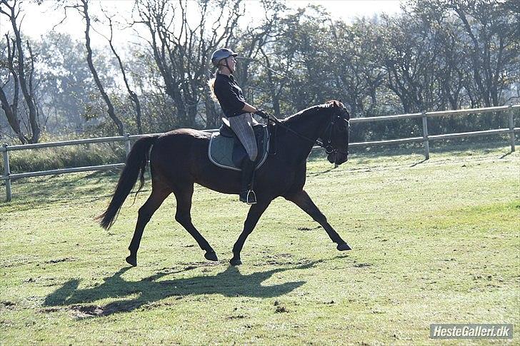 Anden særlig race Idom Aadahl's Max  - Travøgning ! :-) billede 13
