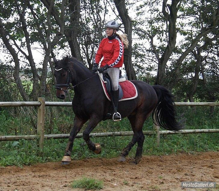 Anden særlig race Idom Aadahl's Max  - Dressur træning efteråret 2010 ;-) billede 14