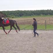 Anden særlig race Zididada