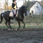 Anden særlig race Zididada