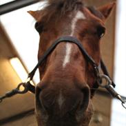 Anden særlig race Candy | savnet-RIP min stjerne!|