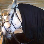 Anden særlig race Pegasus