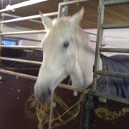 Anden særlig race Pegasus