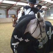 Anden særlig race Pegasus