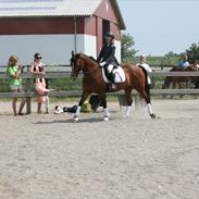 Anden særlig race Nala