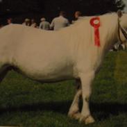 Shetlænder Belesta Bomlund