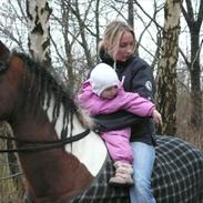 Pinto mirage bariole'