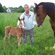 Pinto mirage bariole'