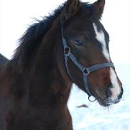 Anden særlig race Lykkebo's Athena