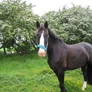 Hollandsk Varmblod Black Beauty