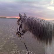 Anden særlig race Athena