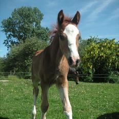 Welsh Cob (sec D) Hvedholms Andrew