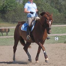 Anden særlig race Zephyr Solgt 