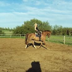 Anden særlig race Zephyr Solgt 