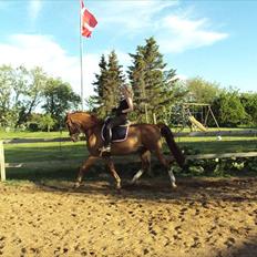 Anden særlig race Zephyr Solgt 