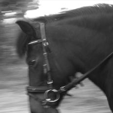 Anden særlig race Yasmin<3