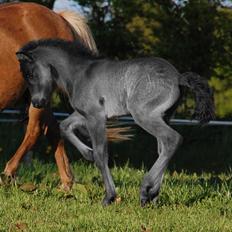 Islænder Muskur fra Tranten