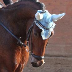 Anden særlig race Magnus [SOLGT] :'(