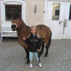 Knabstrupper Søholmsgaards Joker