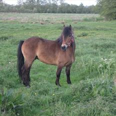 Knabstrupper Søholmsgaards Joker