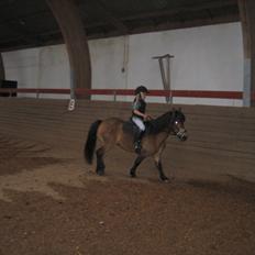 Knabstrupper Søholmsgaards Joker