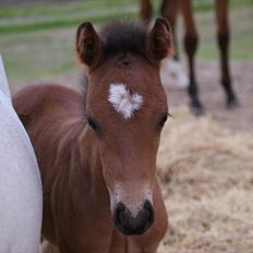 Welsh Pony af Cob-type (sec C) Ågård's Mokaï *SOLGT*