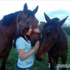 Anden særlig race Albanine †R.I.P†