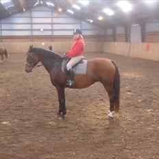 Anden særlig race Albanine †R.I.P†