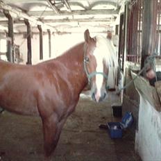 Haflinger Albert Skovager (nu på pension...)