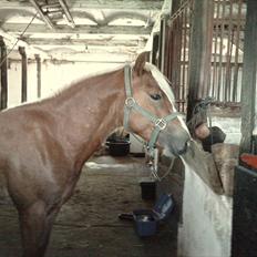 Haflinger Albert Skovager (nu på pension...)