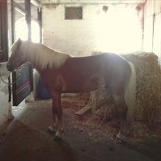 Haflinger Albert Skovager (nu på pension...)